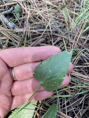 Ranunculus cardiophyllus