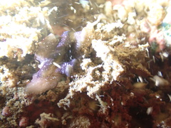 Pseudobiceros stellae