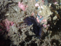 Pseudobiceros stellae