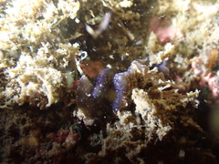 Pseudobiceros stellae