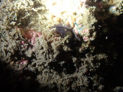 Pseudobiceros stellae