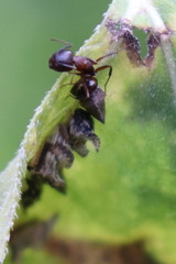 Persicaria orientalis