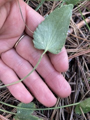 Ranunculus cardiophyllus