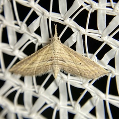 Stenopaltis lithina