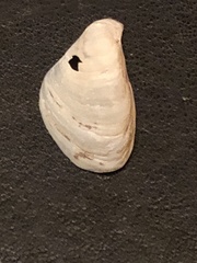 Dreissena polymorpha