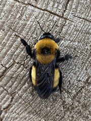 Bombus nevadensis