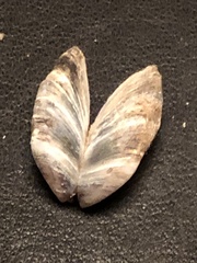 Dreissena polymorpha