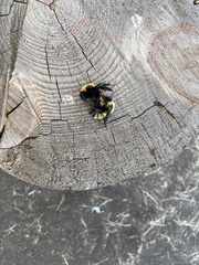 Bombus nevadensis