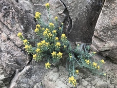 Castilleja foliolosa