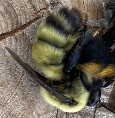 Bombus nevadensis