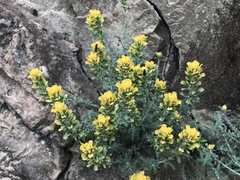 Castilleja foliolosa