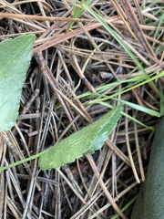 Ranunculus cardiophyllus