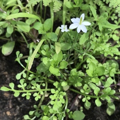 Meconella denticulata