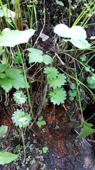 Micranthes nelsoniana