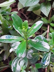 Peperomia ilaloensis