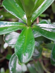 Peperomia ilaloensis