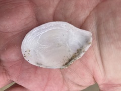 Rexithaerus indentata