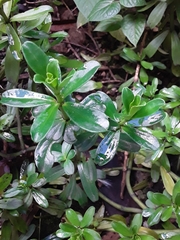 Peperomia ilaloensis