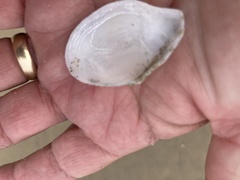 Rexithaerus indentata
