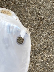 Periploma planiusculum