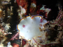 Goniobranchus sinensis