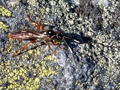 Cratichneumon w-album