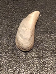 Dreissena polymorpha