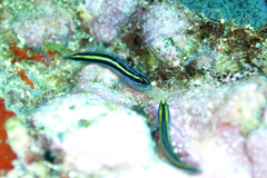 Elacatinus randalli