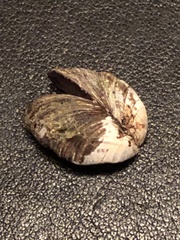 Dreissena polymorpha