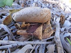 Myriostoma australianum