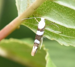 Argyresthia calliphanes