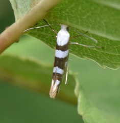 Argyresthia calliphanes