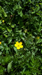 Potentilla drummondii
