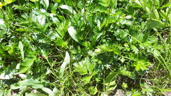Potentilla drummondii