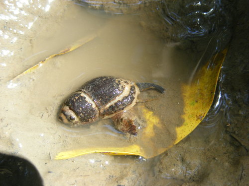 Nassarius fuscus