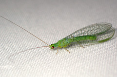 Mallada tripunctatus