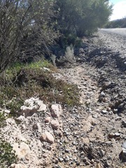 Acanthocladium dockeri