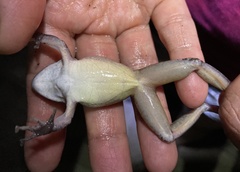 Craugastor raniformis