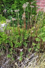 Tanacetum vulgare crispum
