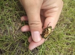 Protaetia brevitarsis