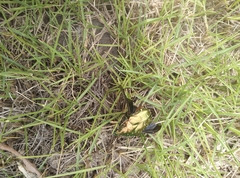 Protaetia brevitarsis
