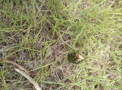 Protaetia brevitarsis