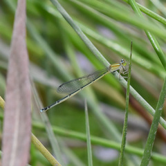 Pseudagrion microcephalum
