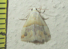 Eublemma notoparva