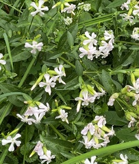 Saponaria