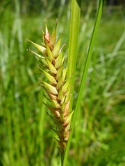 Carex exsiccata