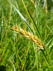 Carex exsiccata