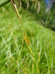 Carex exsiccata
