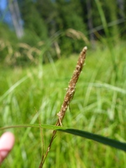 Carex exsiccata