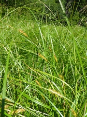 Carex exsiccata